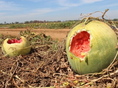 Sa terena - šteta na povrću