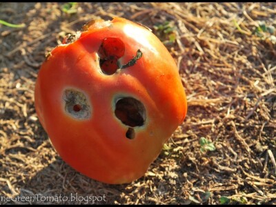 Sa terena - šteta na povrću