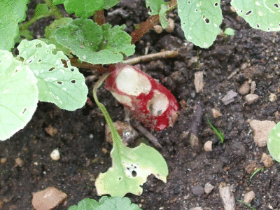 Sa terena - šteta na povrću