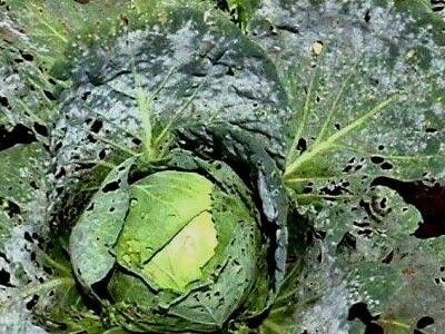 Sa terena - šteta na povrću