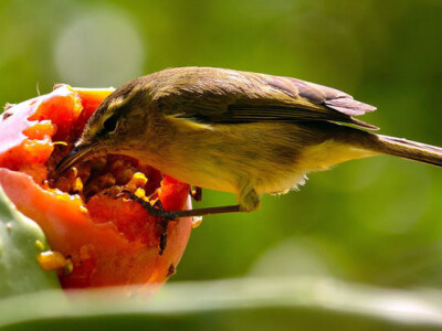 Sa terena - šteta na povrću