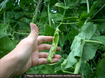 Sa terena - šteta na povrću