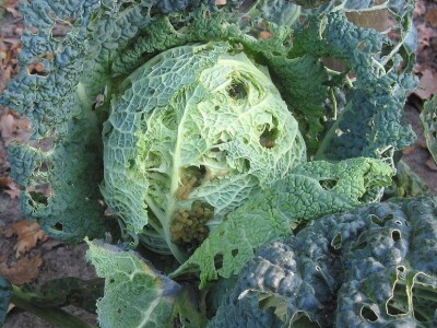 Sa terena - šteta na povrću