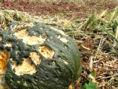 Sa terena - šteta na povrću