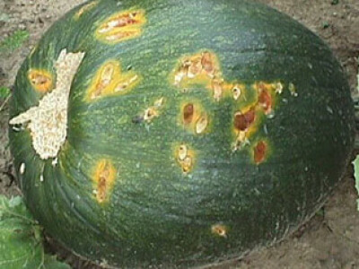 Sa terena - šteta na povrću