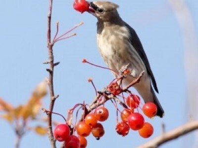 Sa terena - šteta na voću