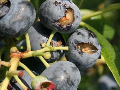 Sa terena - šteta na voću