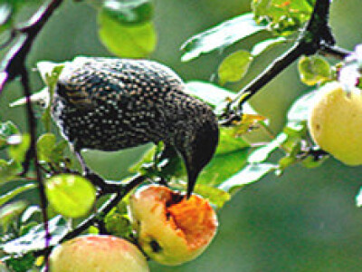 Sa terena - šteta na voću