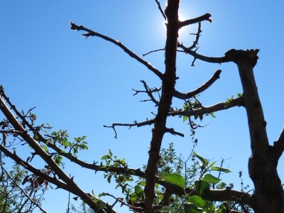 Sa terena - šteta na voću