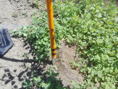 Sa terena - šteta na voću