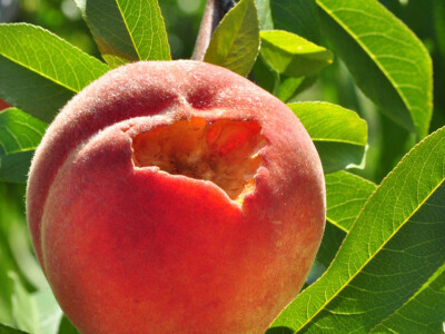 Sa terena - šteta na voću