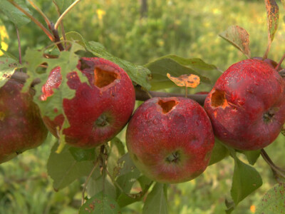 Sa terena - šteta na voću