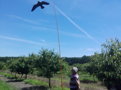 Sa terena - šteta na voću