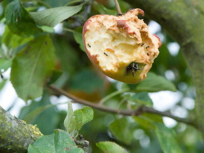 Sa terena - šteta na voću