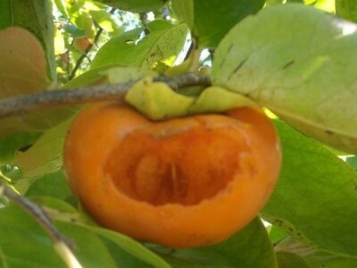 Sa terena - šteta na voću