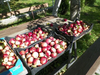 Sabina Urbanc - naj iznajmljivačica