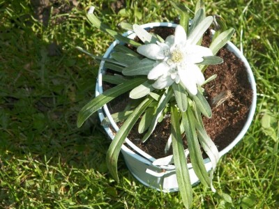 Sabina Urbanc - naj iznajmljivačica