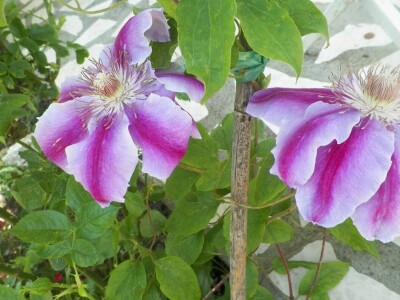 Sabina Urbanc - naj iznajmljivačica