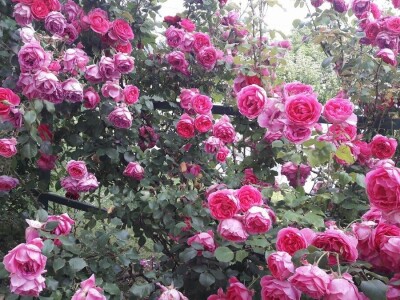 Sabina Urbanc - naj iznajmljivačica