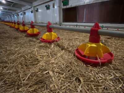 Kako izgleda farma s rashladnim saćem?