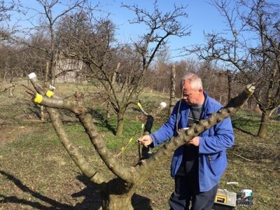 Sačuvajmo stare sorte "Cernik 2019."