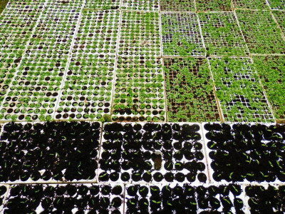 Priprema sadnica Priprema sadnica