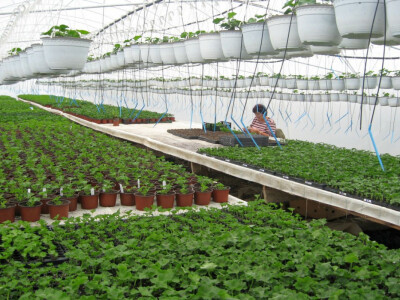 Sadni materijal iz Kenije Sadni materijal iz Kenije