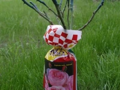 Sadnica ruže