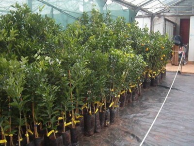 Sadnice različitih vrsta voća