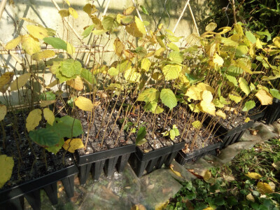 Mikorizirane sadnice