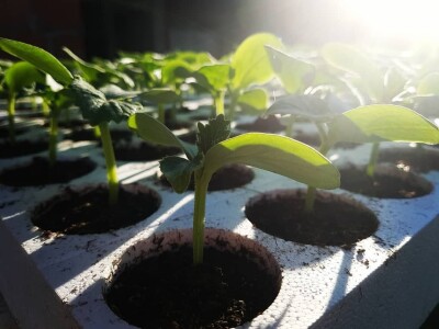 OPG Šestanj - spoj mladosti i tradicije