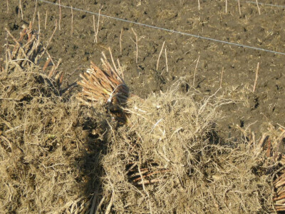 Sadnice stigle iz Kosijerića