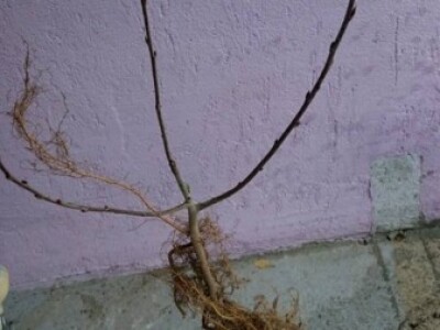 Sadnice moraju imati dobar korijen