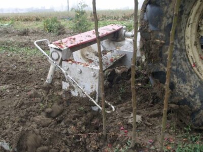 Rasadnik ruža Virag Rasadnik ruža Virag