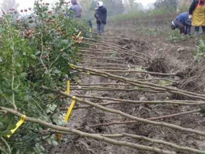 Vađenje ruža stablašica Vađenje ruža stablašica