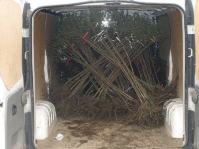 Rasadnik ruža Virag Rasadnik ruža Virag