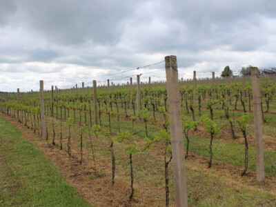 Sadnja 279 sorata vinove loze iz cijelog svijeta