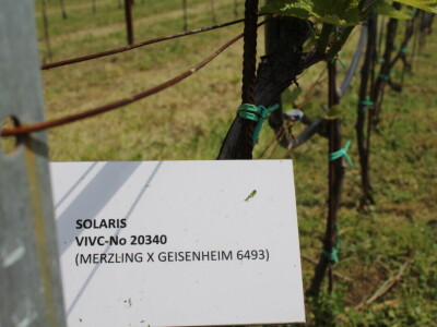 Sadnja 279 sorata vinove loze iz cijelog svijeta