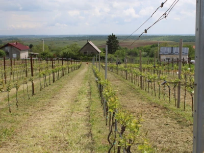 Sadnja 279 sorata vinove loze iz cijelog svijeta