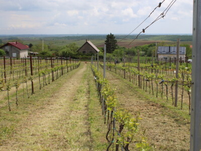 Sadnja 279 sorata vinove loze iz cijelog svijeta
