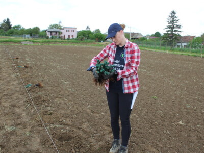 Sadnja 279 sorata vinove loze iz cijelog svijeta