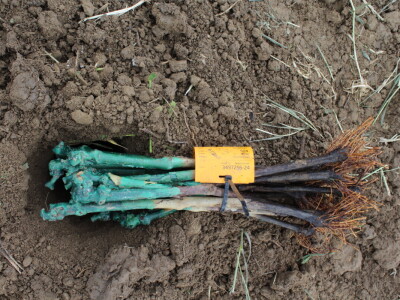 Sadnja 279 sorata vinove loze iz cijelog svijeta