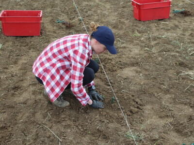 Sadnja 279 sorata vinove loze iz cijelog svijeta