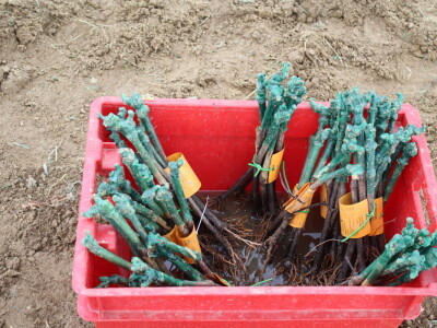 Sadnja 279 sorata vinove loze iz cijelog svijeta