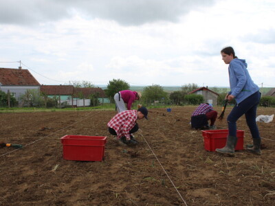 Sadnja 279 sorata vinove loze iz cijelog svijeta
