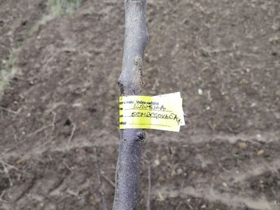 Sadnja autohtonog voća