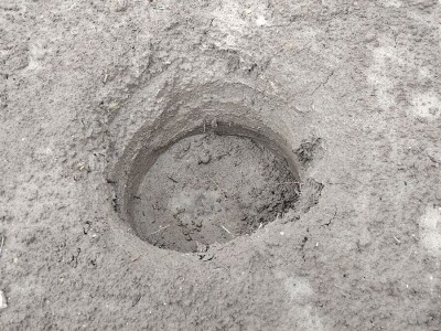 Sadnja autohtonog voća