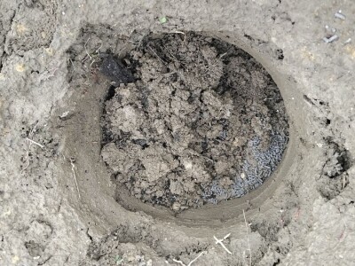 Sadnja autohtonog voća