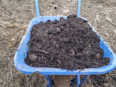 Sadnja autohtonog voća