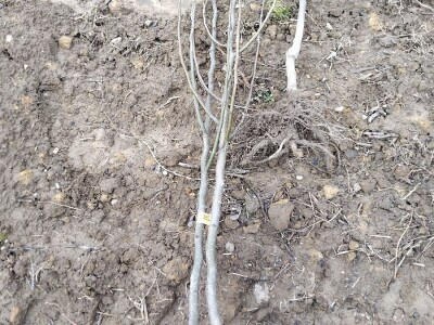 Sadnja autohtonog voća